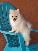 Max , a male Pomeranian for sale in Fort Myers, FL – 10 of 10