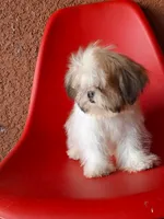 Snoppy, a male Shih Tzu for sale in Fort Myers, FL – 9 of 10