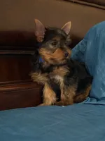 Rocky, a male Yorkshire Terrier for sale in Fort Myers, FL – 2 of 7