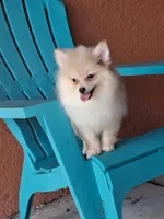 Max , a male Pomeranian for sale in Fort Myers, FL – 4 of 10