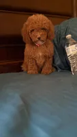 Bella, a female Goldendoodle for sale in Fort Myers, FL – 4 of 10