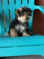Cooper, a male Morkie for sale in Fort Myers, FL – 5 of 10
