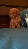 Bella, a female Goldendoodle for sale in Fort Myers, FL – 3 of 10
