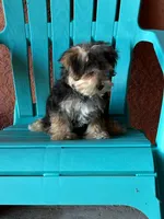 Cooper, a male Morkie for sale in Fort Myers, FL – 4 of 10