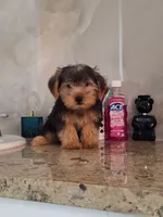 Rocky, a male Yorkshire Terrier for sale in Fort Myers, FL – 7 of 10