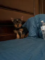 Rocky, a male Yorkshire Terrier for sale in Fort Myers, FL – 6 of 7