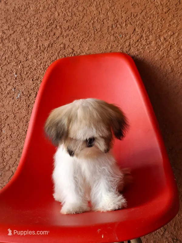 Snoppy, a male Shih Tzu for sale in Fort Myers, FL – 1 of 10
