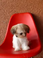 Snoppy, a male Shih Tzu for sale in Fort Myers, FL – 1 of 10