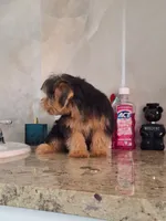 Rocky, a male Yorkshire Terrier for sale in Fort Myers, FL – 2 of 10