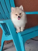 Max , a male Pomeranian for sale in Fort Myers, FL – 6 of 10
