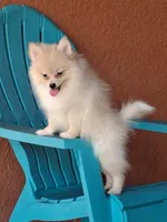 Max , a male Pomeranian for sale in Fort Myers, FL – 9 of 10