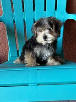 Cooper, a male Morkie for sale in Fort Myers, FL – 2 of 10