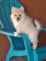 Max , a male Pomeranian for sale in Fort Myers, FL – 8 of 10