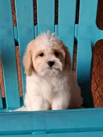 Champion, a male Cavapoo for sale in Fort Myers, FL – 8 of 10