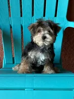 Cooper, a male Morkie for sale in Fort Myers, FL – 7 of 10