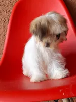 Snoppy, a male Shih Tzu for sale in Fort Myers, FL – 8 of 10