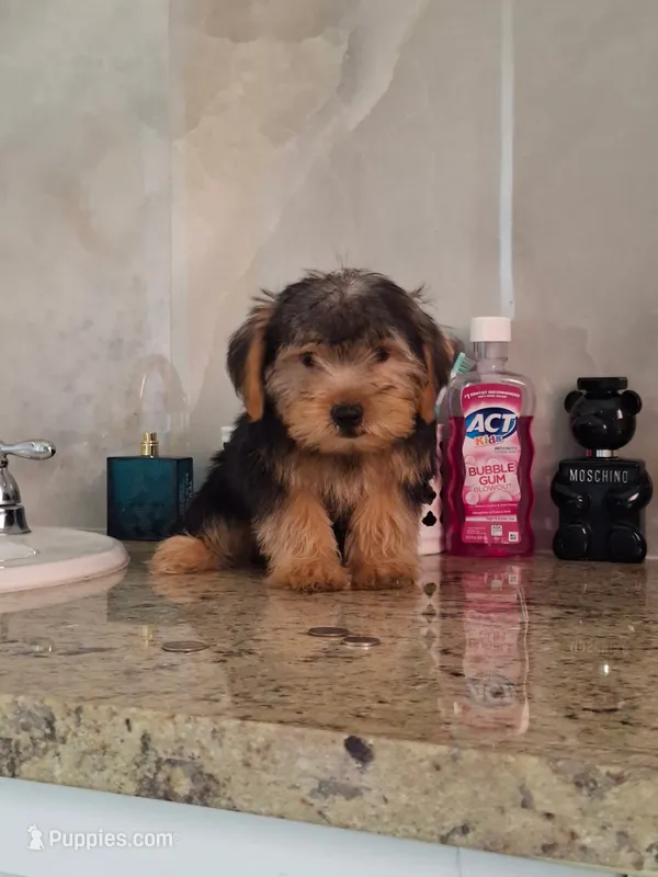 Rocky – Yorkshire Terrier puppy for sale in Fort Myers, FL