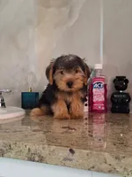 Rocky, a male Yorkshire Terrier for sale in Fort Myers, FL – 1 of 10