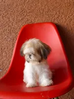 Snoppy, a male Shih Tzu for sale in Fort Myers, FL – 5 of 10