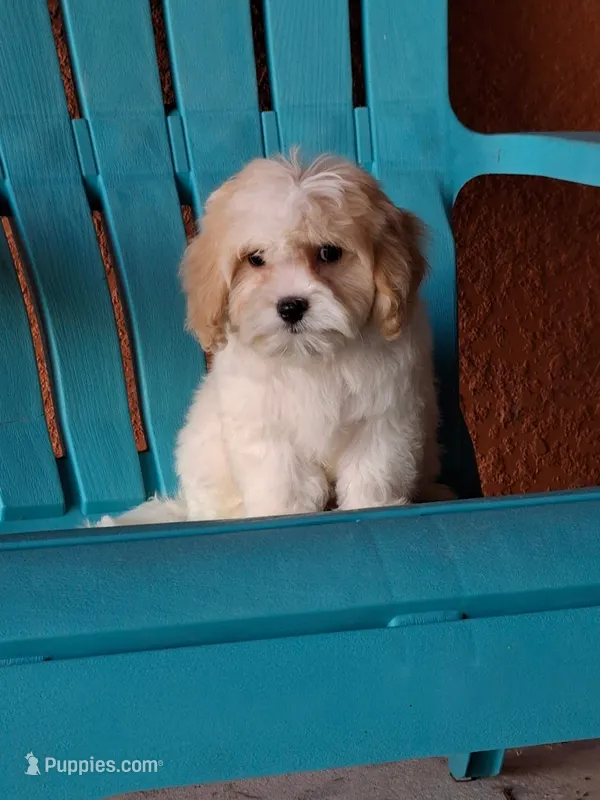 Champion, a male Cavapoo for sale in Fort Myers, FL – 1 of 10