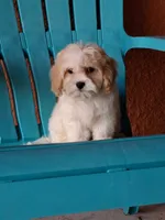 Champion, a male Cavapoo for sale in Fort Myers, FL – 1 of 10