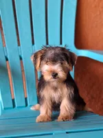 Rocky, a male Yorkshire Terrier for sale in Fort Myers, FL – 3 of 10