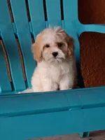 Champion, a male Cavapoo for sale in Fort Myers, FL – 4 of 10