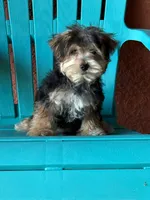 Cooper, a male Morkie for sale in Fort Myers, FL – 8 of 10