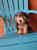 Rocky, a male Yorkshire Terrier for sale in Fort Myers, FL – 10 of 10