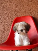 Snoppy, a male Shih Tzu for sale in Fort Myers, FL – 7 of 10