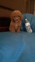 Bella, a female Goldendoodle for sale in Fort Myers, FL – 8 of 10