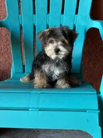 Cooper, a male Morkie for sale in Fort Myers, FL – 10 of 10
