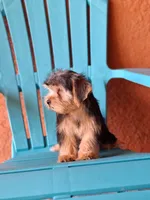 Rocky, a male Yorkshire Terrier for sale in Fort Myers, FL – 8 of 10