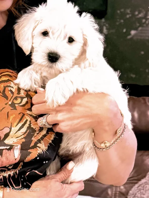 Toby – Miniature Schnauzer puppy for sale in Miami, FL