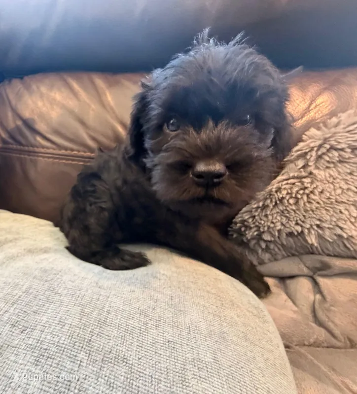 Bear – Miniature Schnauzer puppy for sale in Miami, FL