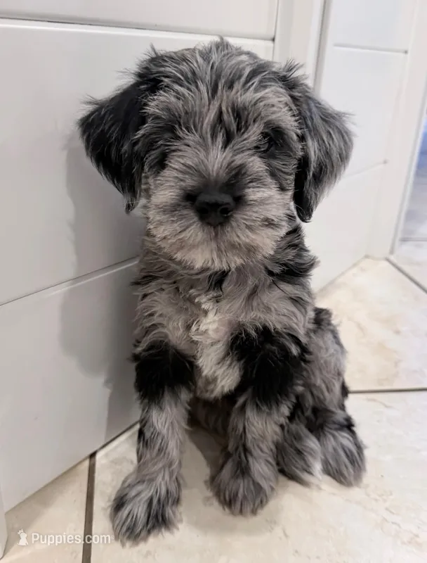 Lady – Miniature Schnauzer puppy for sale in Miami, FL