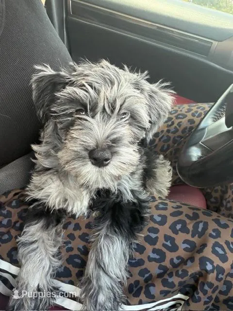 Lady – Miniature Schnauzer puppy for sale in Miami, FL