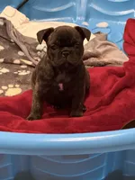 Brinnie, a female French Bulldog for sale in Acuff, TX – 4 of 4