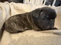 Brinnie, a female French Bulldog for sale in Acuff, TX – 2 of 4