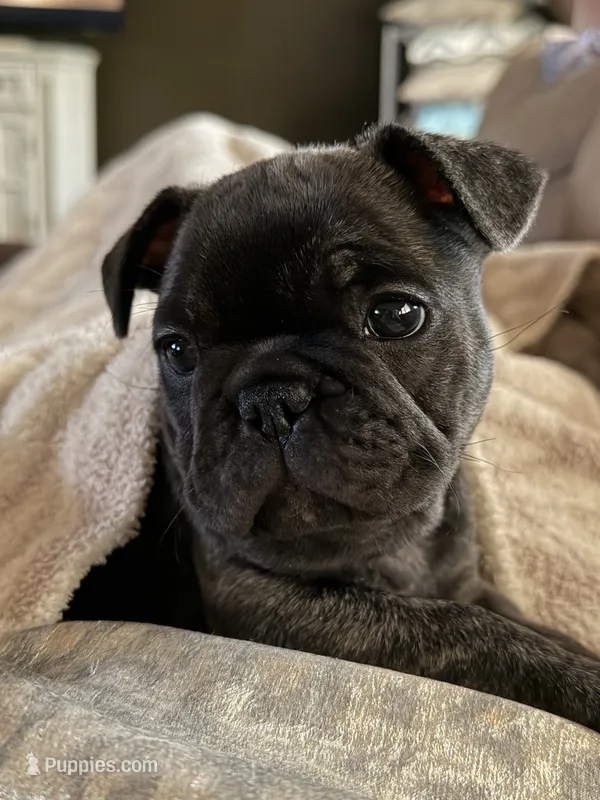 Brinnie – French Bulldog puppy for sale in Acuff, TX