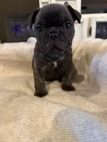 Brinnie, a female French Bulldog for sale in Acuff, TX – 3 of 4