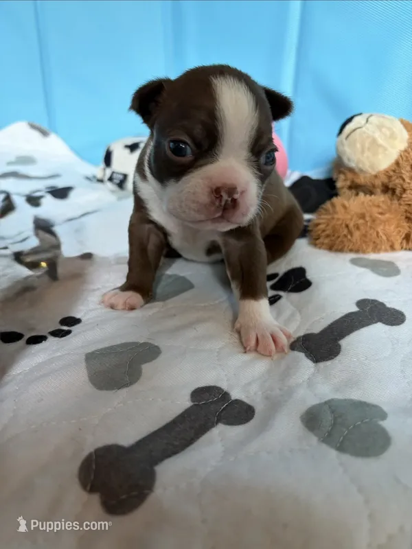 Clara – Boston Terrier puppy for sale in Hinton, IA
