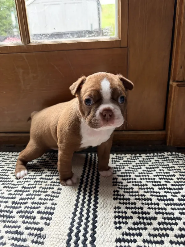 Penny (ON HOLD)  – Boston Terrier puppy for sale in Hinton, IA
