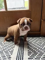 Penny (ON HOLD) , a female Boston Terrier for sale in Hinton, IA – 1 of 4