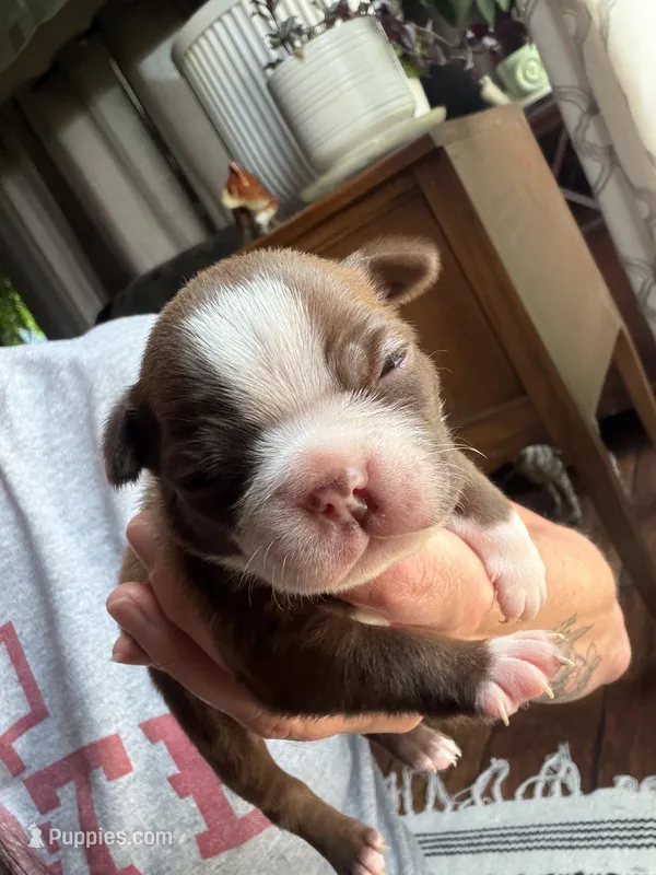 Clara – Boston Terrier puppy for sale in Hinton, IA