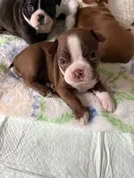 Clara (ON HOLD), a female Boston Terrier for sale in Hinton, IA – 4 of 5