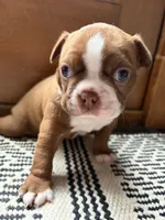 Penny (ON HOLD) , a female Boston Terrier for sale in Hinton, IA – 3 of 4