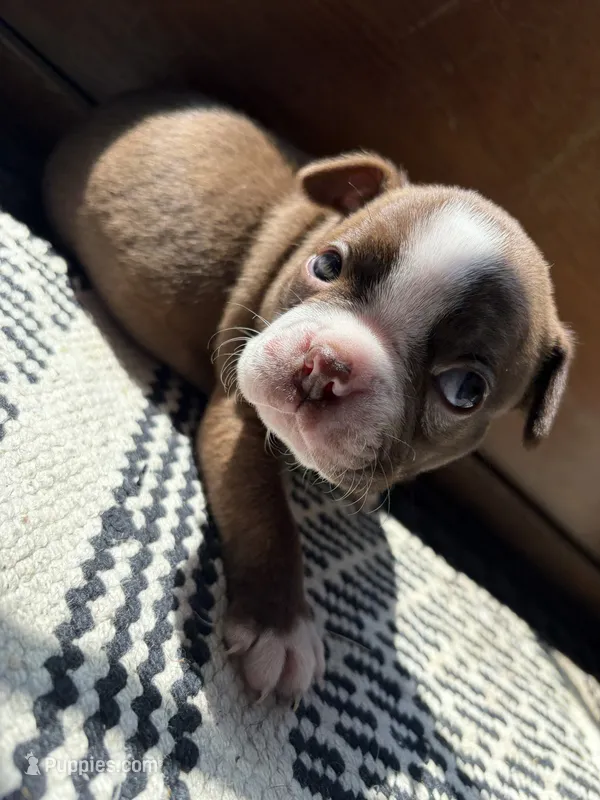Clara – Boston Terrier puppy for sale in Hinton, IA