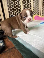 Clara (ON HOLD), a female Boston Terrier for sale in Hinton, IA – 3 of 5