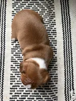 Penny (ON HOLD) , a female Boston Terrier for sale in Hinton, IA – 2 of 4